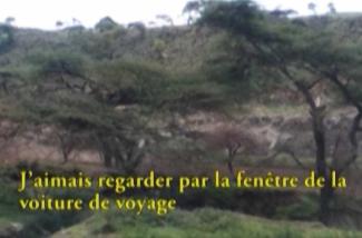 Arbres et paysage verdoyant.