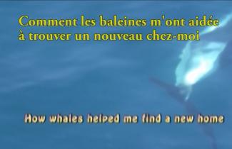 Une baleine peut être vue sous l’eau.