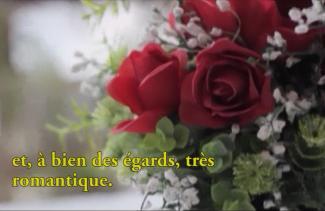 Belles roses rouges dans un jardin.