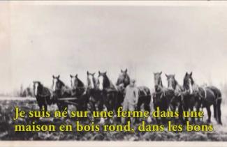 Image d’archives de plusieurs chevaux de travail debout côte à côte.