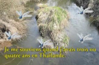 Papillons illustrés superposés à une image d’une rivière.