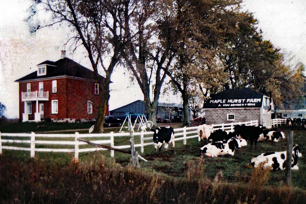 Les vaches broutent sur l’herbe près d’une clôture blanche.